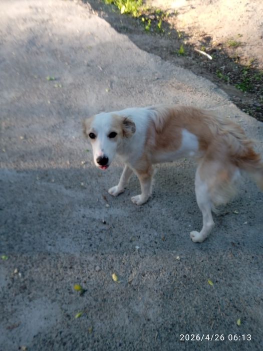 Собака потеряшка!!!
