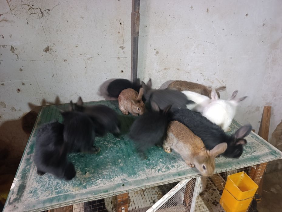 Quyonchala 45 kunli soni 12 ta.