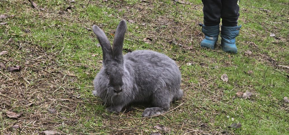Urias de Transilvania
