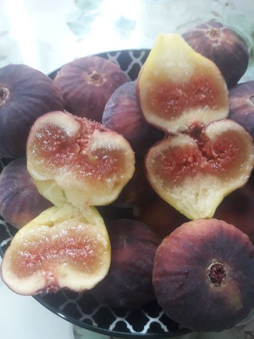 Укоренённые черенки инжира