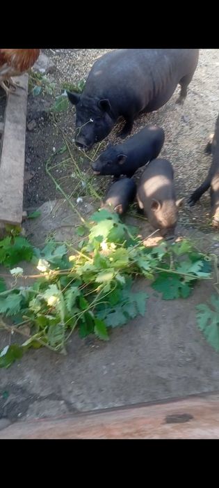 Виетнамски прасета и прасенца з