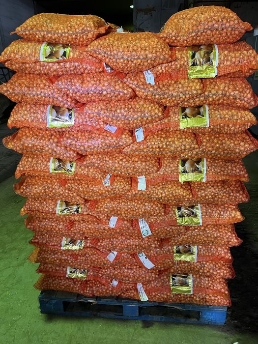 Arpagic direct importator in Olanda