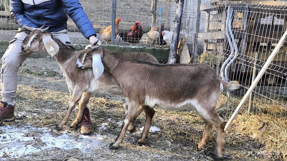 Capre anglonubian cu certificat (pedigree)