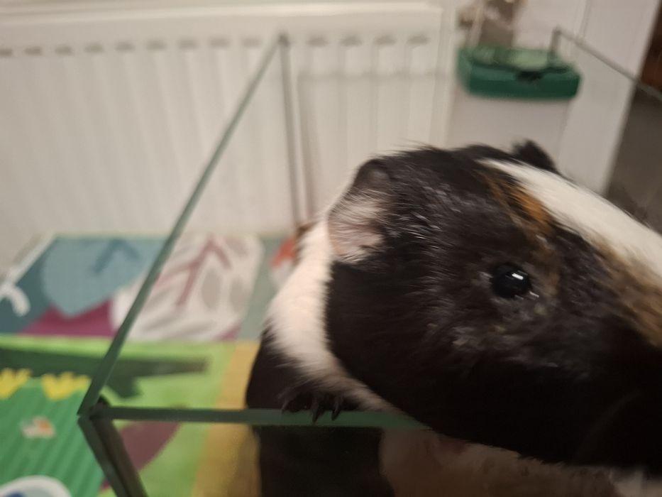 Vand porcusor de Guineea