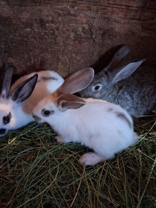 Продаю кроликов  от 2000 выше