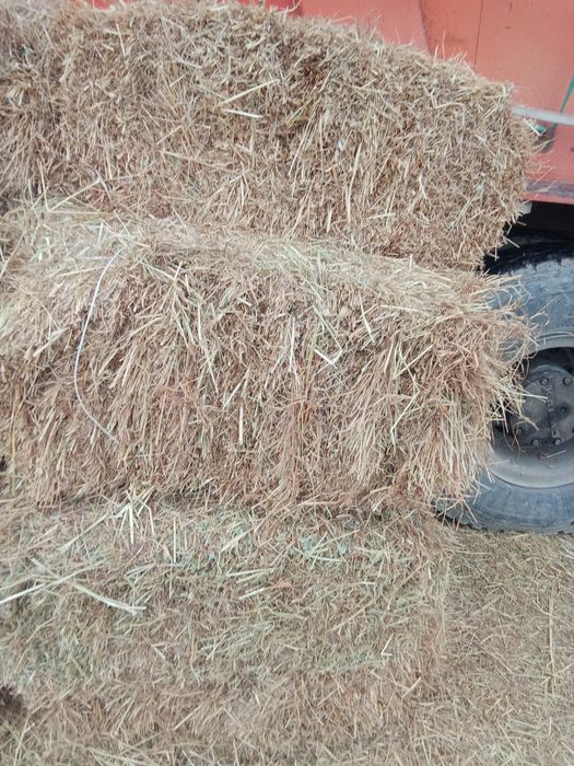 Табиғи таза қырдың шөбі