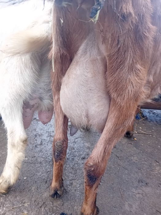 Alpina franceza fatata