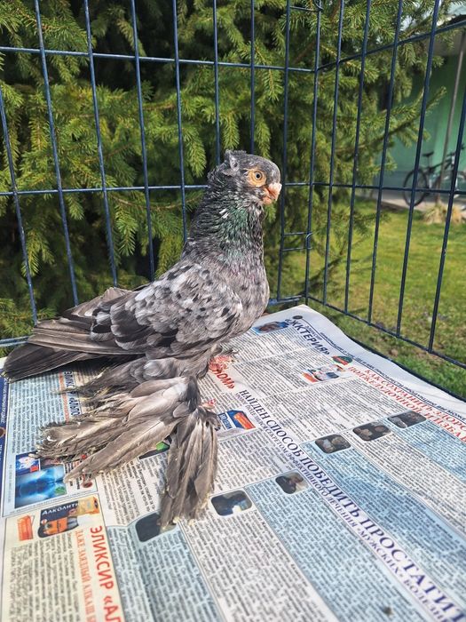 Продам голубя чилкаря классной расцветки