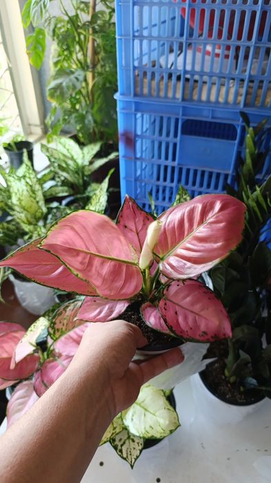 Офисные растения