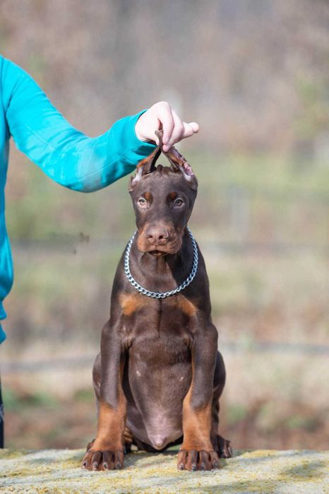 Щенки добермана купированные