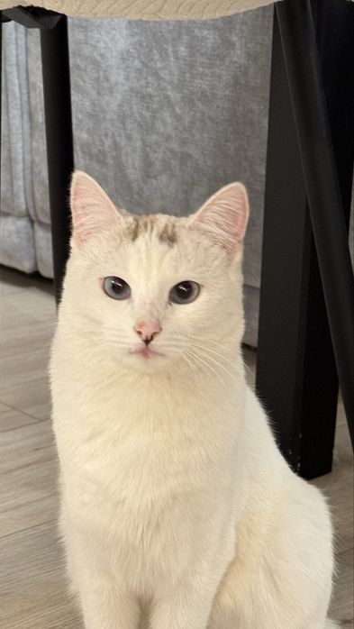 Отдалим кошечку в хорошие руки