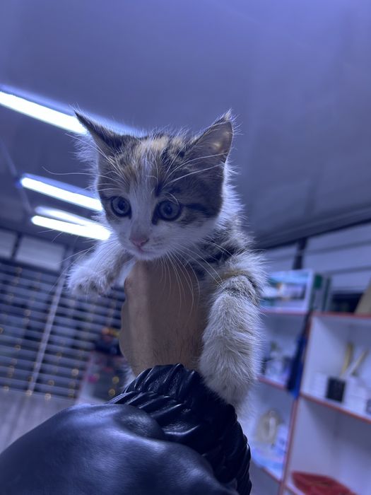 Котенок около месяца