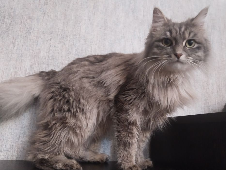 Ищем дом для котика