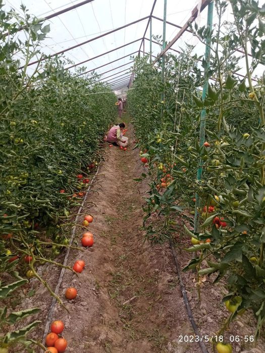 6900$ Участка сотилади 10 сотихли, 5 хонали уйи билан  (1 сотих нархи