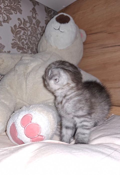 Продам шотландского  котенка мальчик
