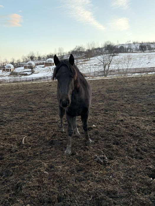 De vanzare manza semi greu