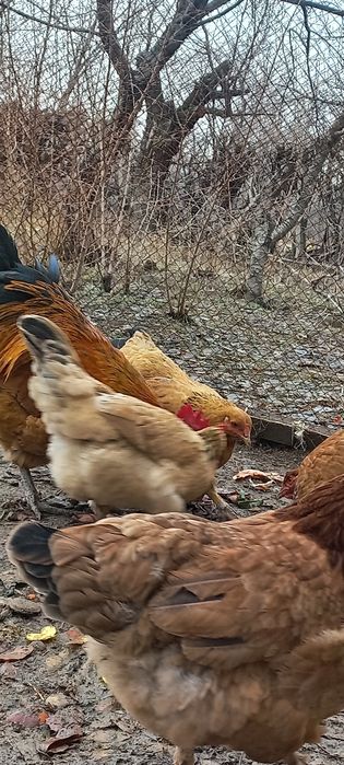 Тауык кораз сатылады