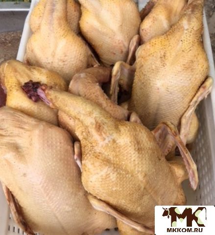 Домашнее мясо утки породы Муллард