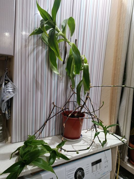 Золотой ус большой