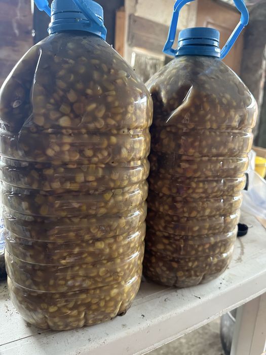 Porumb fermentat (imputit) pentru Pescuit(Nadit)