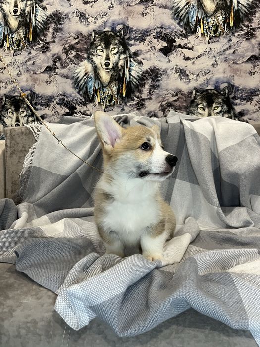 Щенки Вельш Корги Пемброк