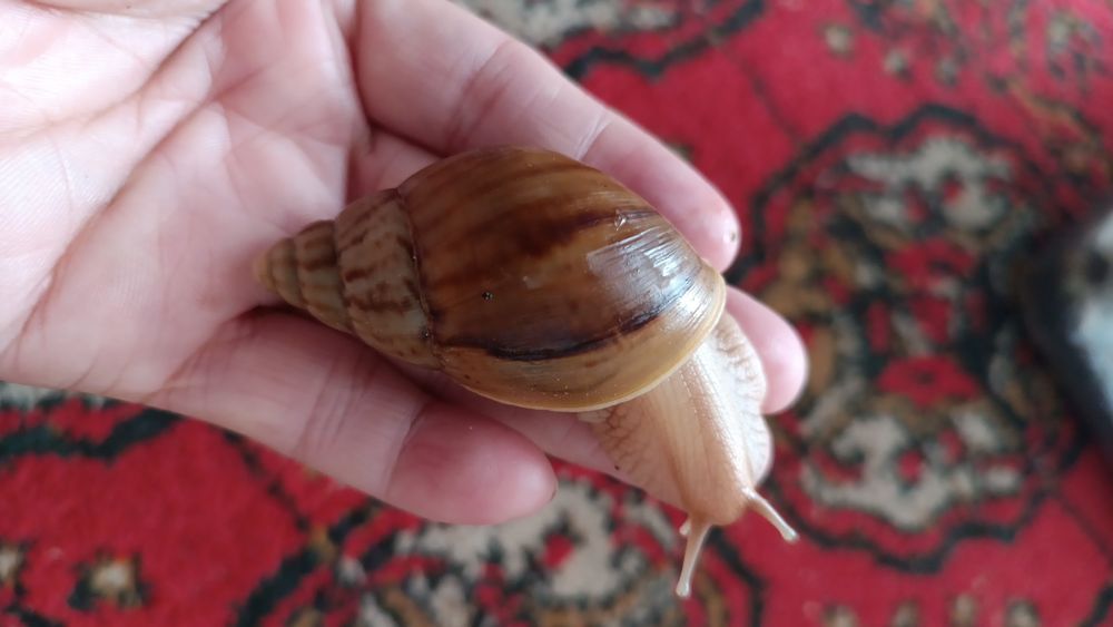 улиткалар бар см карап ценалары 20.000 хар турли. угриге крем бар.