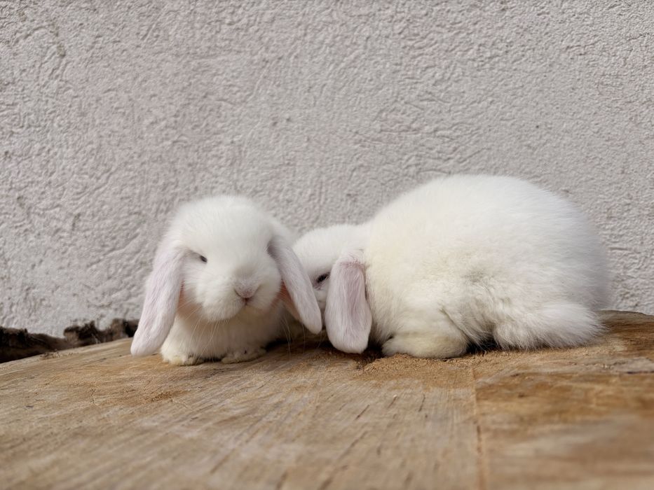 Iepuri pitici de companie Mini Lop/ Berbec pitic
