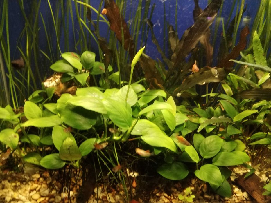 .Анубиас (лат. Anubias)