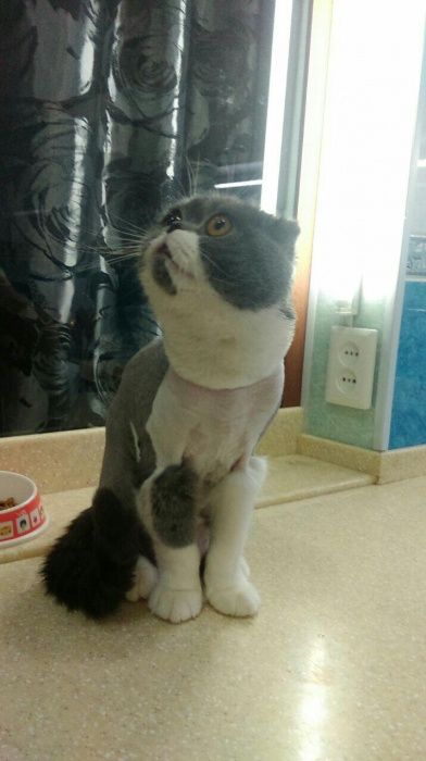 Кошки, срижка , купание и т.д.