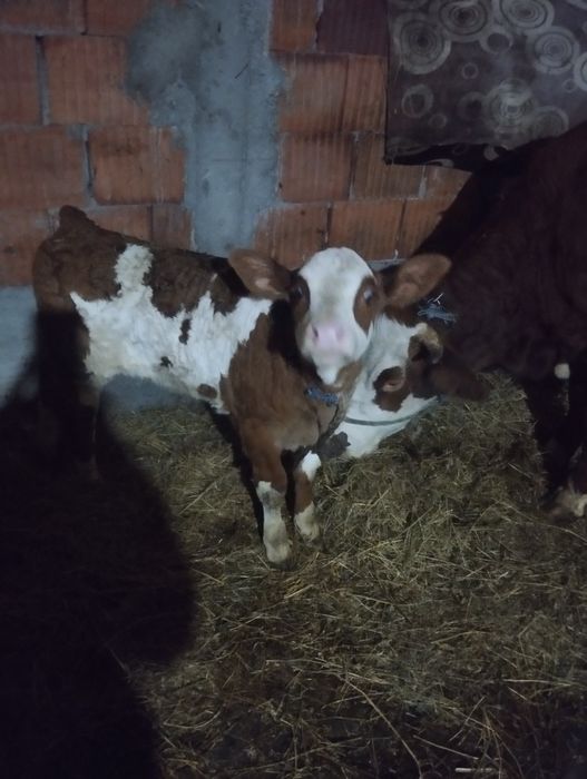 Vaca de vânzare bălțată