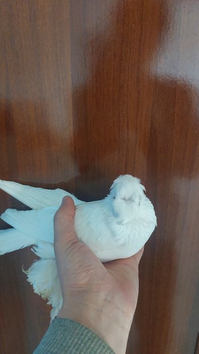 Голуби белый двухчубый самец кептер