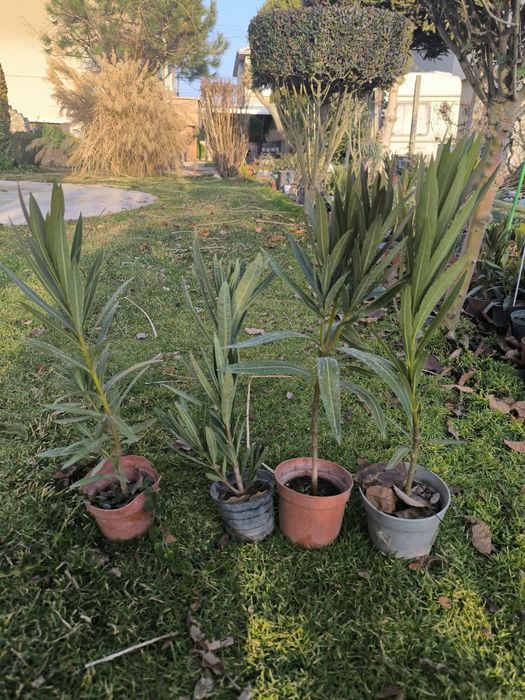 Банан Муса студоустойчив Глициния Вистерия Текома Лоницера