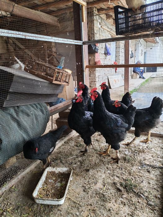 Xoroz şotland qora shag'zoda zotliy xoroz