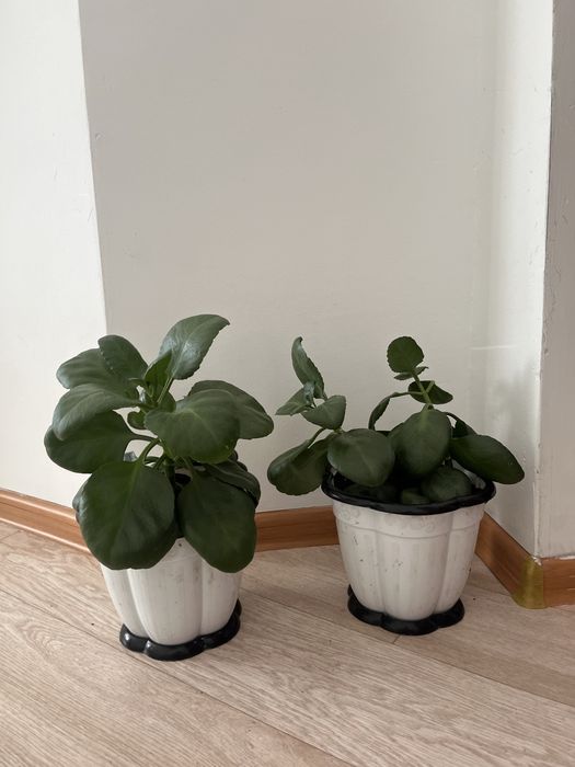 Продам комнатные растения