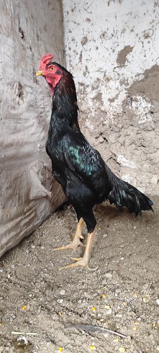 Dakan xoʻroz sotiladi 1 yilli tulle