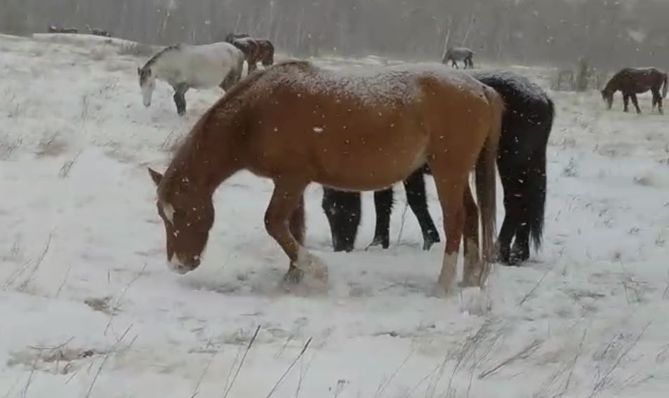 Продам табун лошадей !