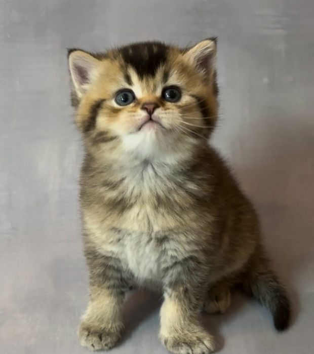 British Shorthair Golden Black