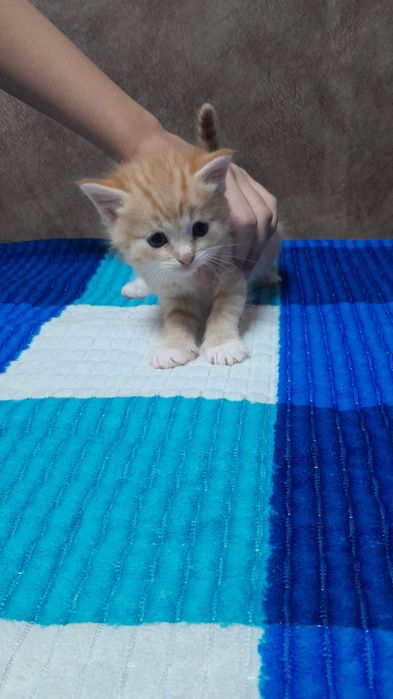 Кошки и коты милые