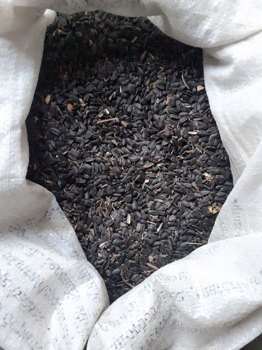 Floarea Soarelui 2025