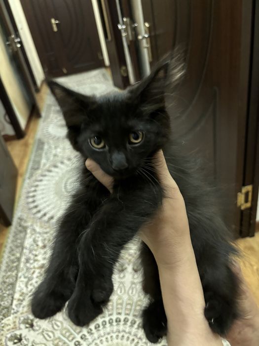 Turetskiy angora va bolalari