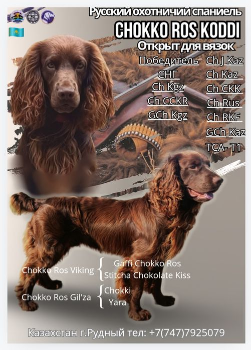 Русский охотничий спаниель для вязок