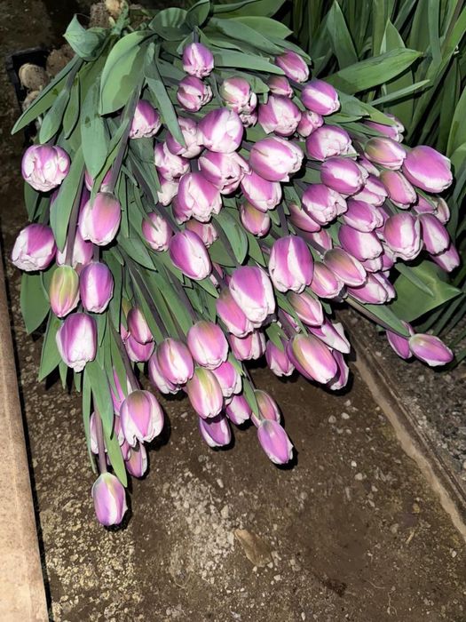 Тюльпаны Оптом и в Розницу