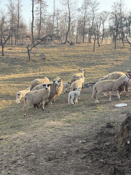 ‼️‼️‼️Vand oii ‼️‼️‼️‼️