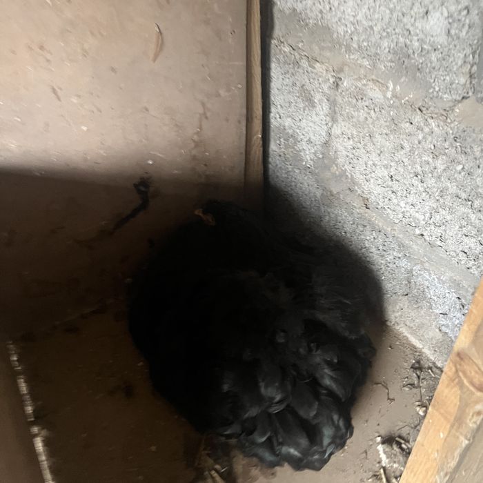 Тауықтар (Куры) сатылады