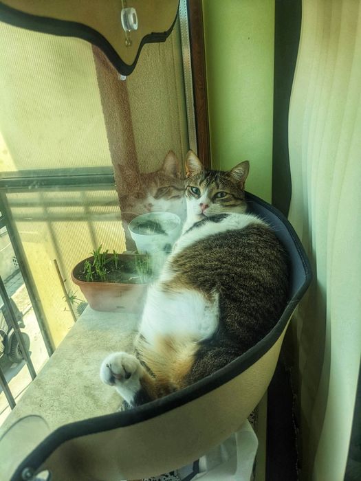 Подаряваме трикрака котка на 6 години