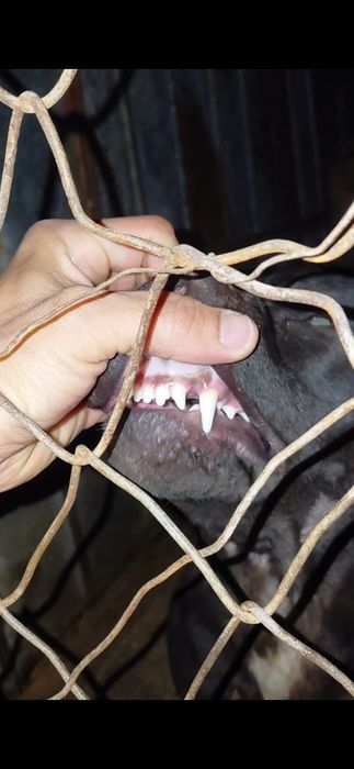 Питбуль (кобель 11 мес)