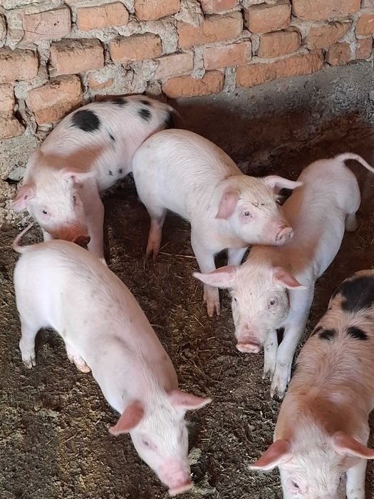 De vanzare Animaluțe