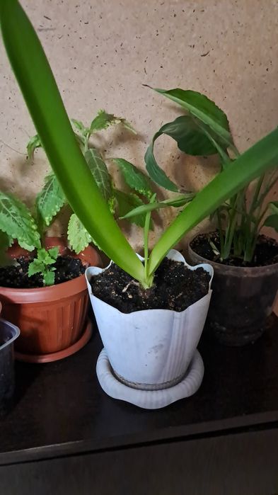 Продам цветы от 2000тенге