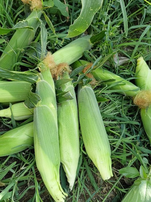 Кукуруза свежая сладкая