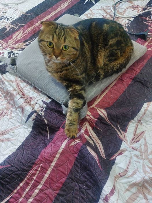 Отдам в добрые руки кошку